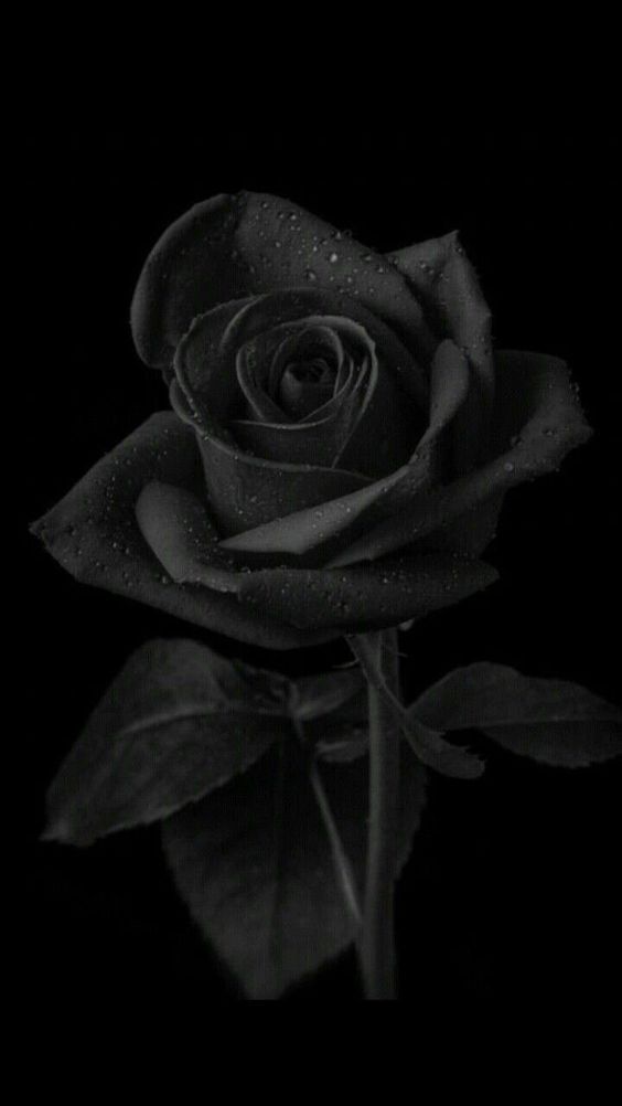 Hình Ảnh Hoa Hồng Đen 1