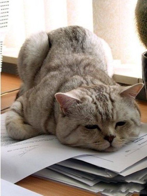 Hình Ảnh Mệt Mỏi 1