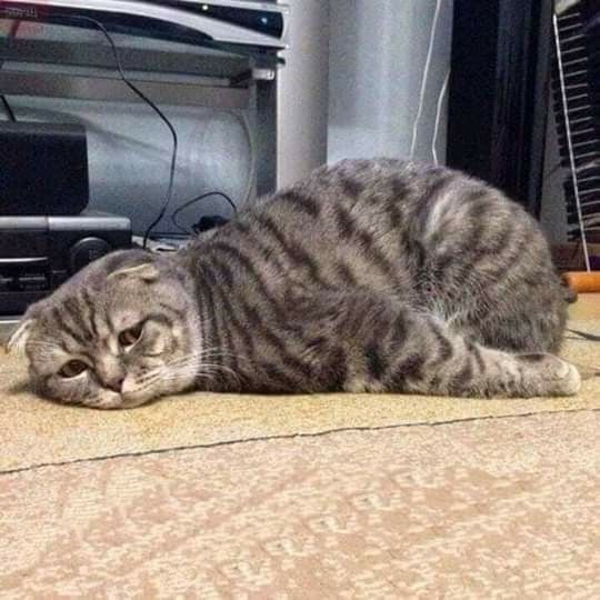 Hình Ảnh Mệt Mỏi 12