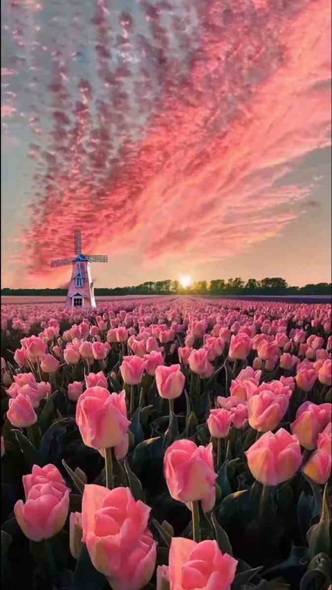 Hình nền hoa tulip chill 1