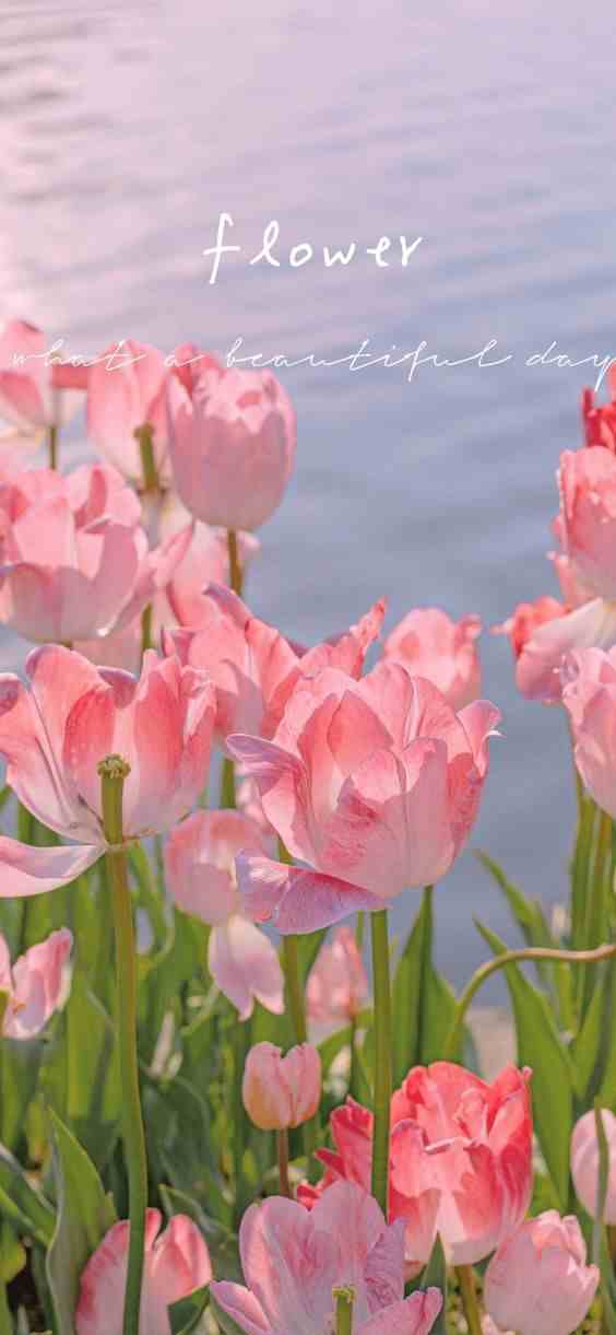 Hình nền hoa tulip chill 10