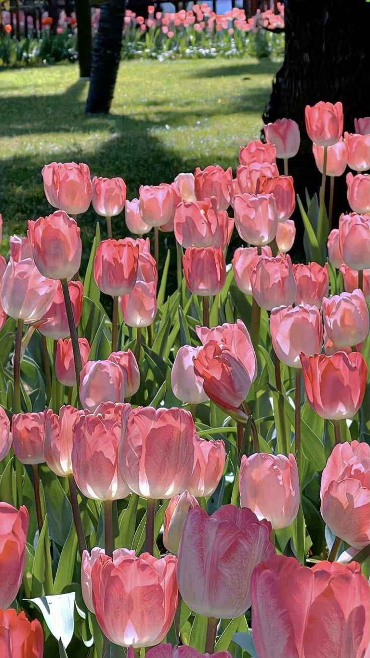 Hoa Tulip 12