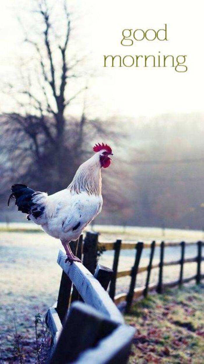 Beautiful Nature Good Morning Images 11