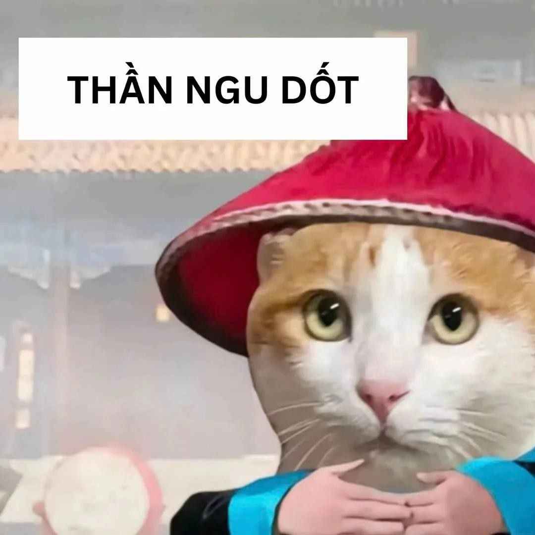 Meme mèo bựa 3