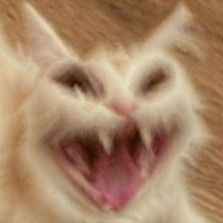 Meme mèo cười 16