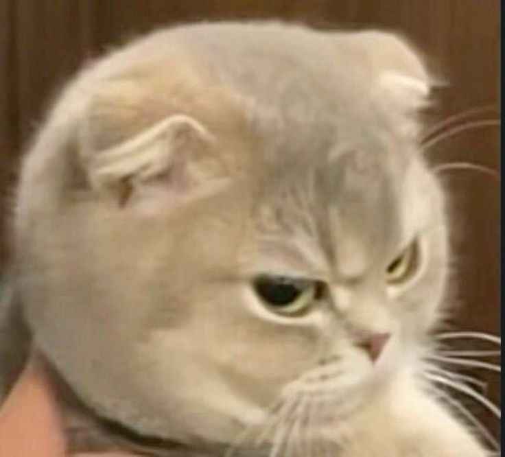 Meme tức giận 16