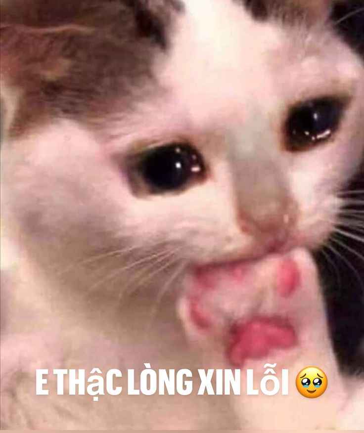 Meme xin lỗi 4