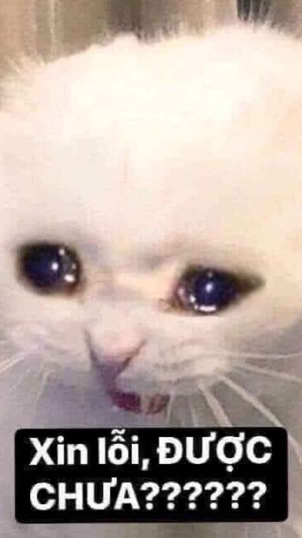 Meme xin lỗi 6